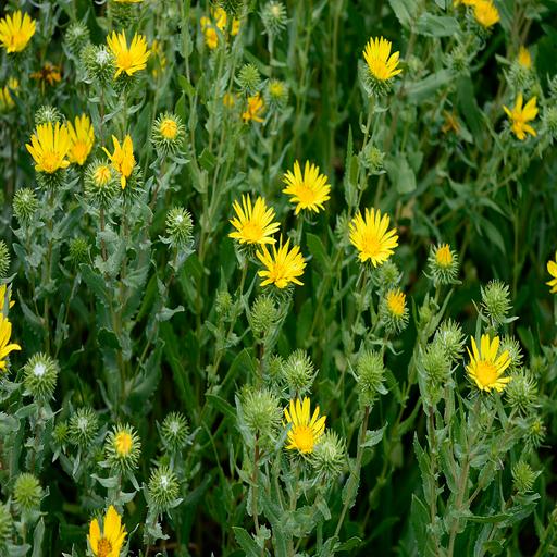 Lessons of Curlycup Gumweed