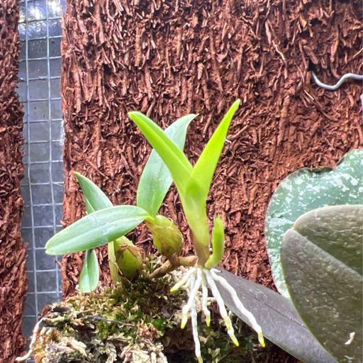 Episode 280 - Midsummer Plant Dreams…