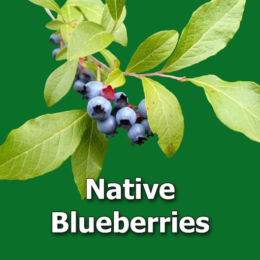 9 Native Blueberries You Can Grow in the Home Landscape