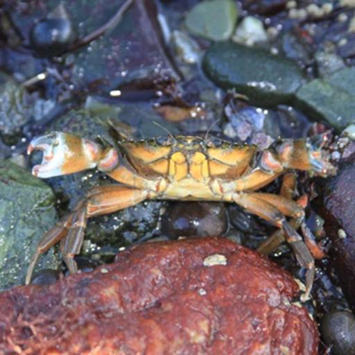 The Energetics of Coastal Crabs