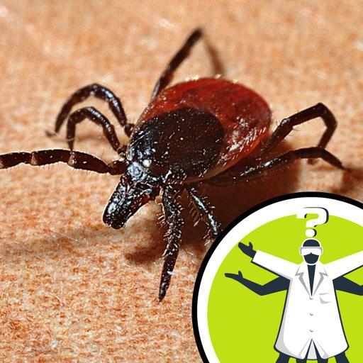 How do you catch Lyme disease?
