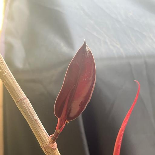 Episode 281 - How to Get Your Plant to Branch