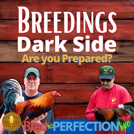 Ep253 - The Dark Side of Chicken Breeding: Essential Insights for New Breeders
