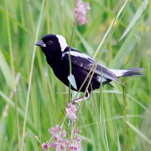 Ear to the Ground 370: Bending the Bird Curve