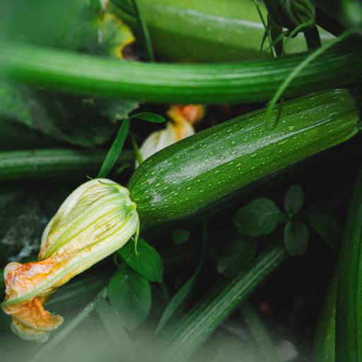 Plant these vegetables now and enjoy a late fall harvest