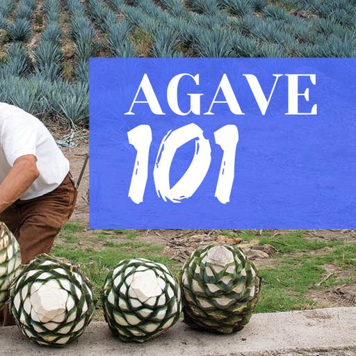 Agave 101