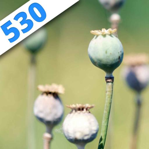 530 - Jamais assez d'opiacés !