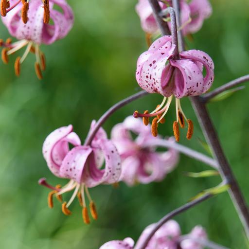 Grow freckled, statuesque lilies — so long as you avoid this pesky beetle