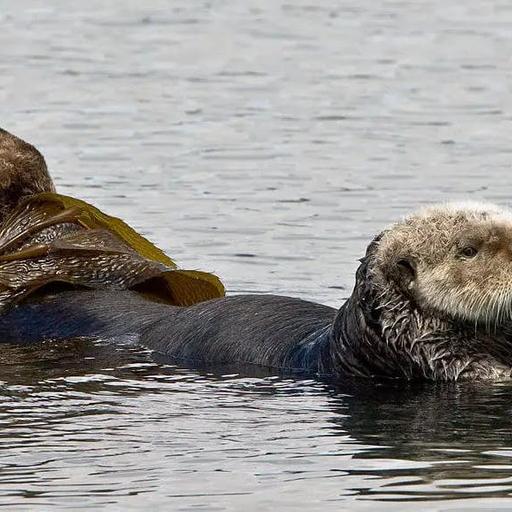 Sea Otters: Guardians of the Kelp