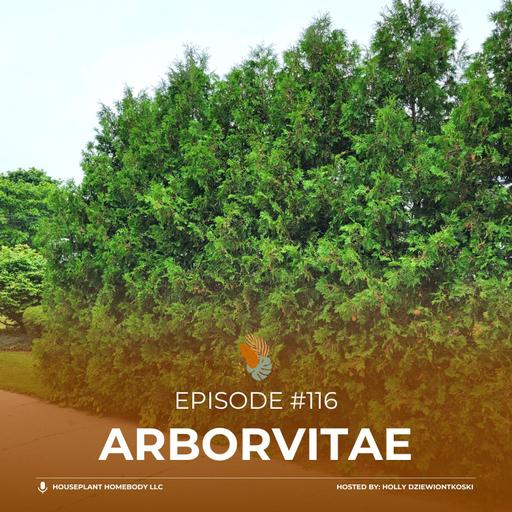 Ep#116: Arborvitae- Landscape Plant