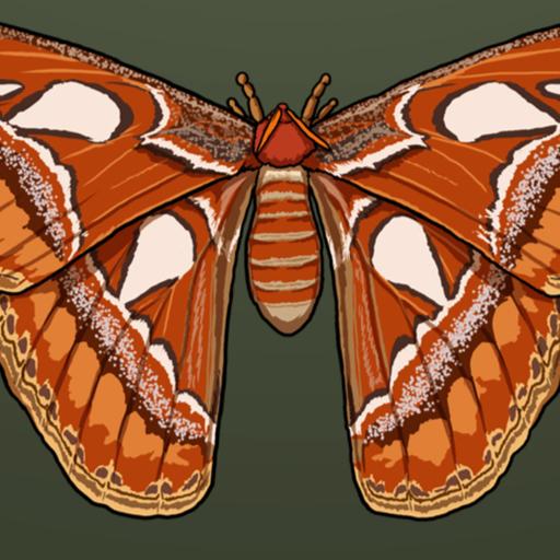 Moth Week Special
