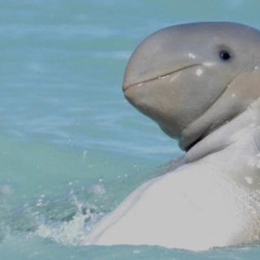Irreplaceable Irrawaddy Dolphins
