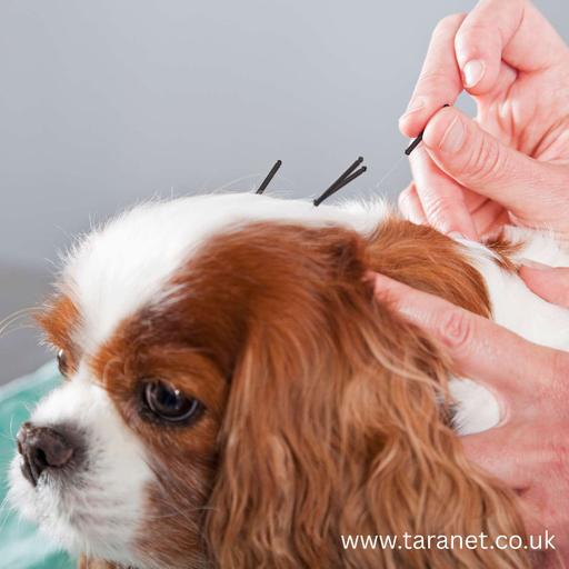 How Acupuncture Can Benefit Your Pet