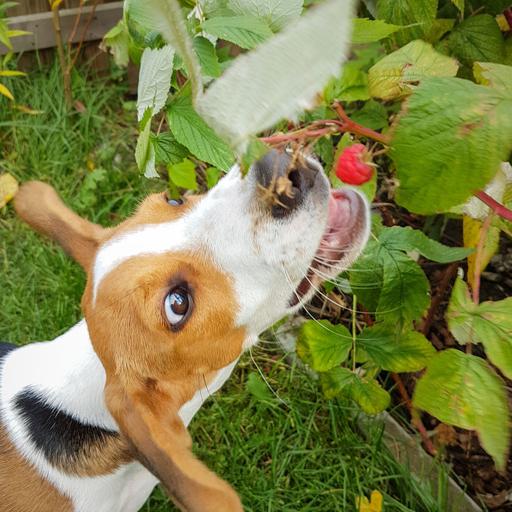 Sometimes The Dog Knows Better !