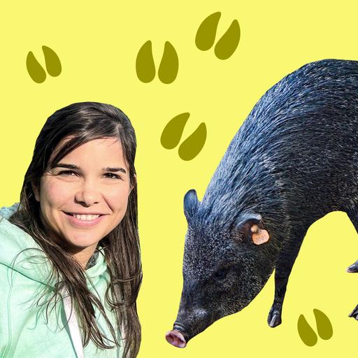 Pekaris – Nabelschweine aus Südamerika