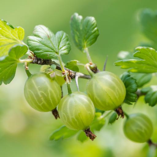 Know before you grow: Gooseberries and currants are restricted in some states and counties