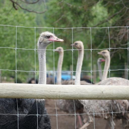 Can RFK Jr. save B.C.'s death row ostriches?