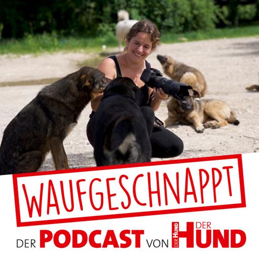 Die geheime Welt der Straßenhunde - Sarah Fink