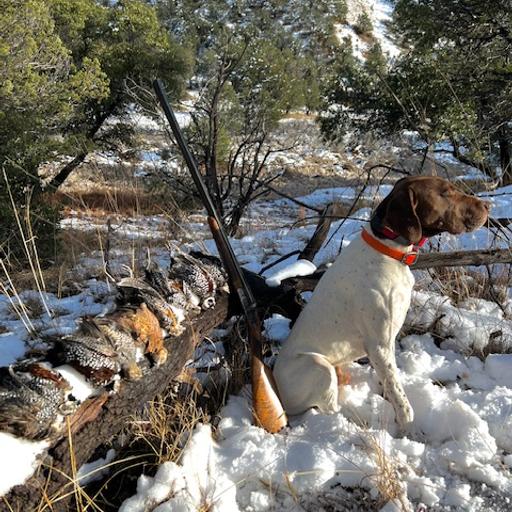 Mearns Quail Masterclass