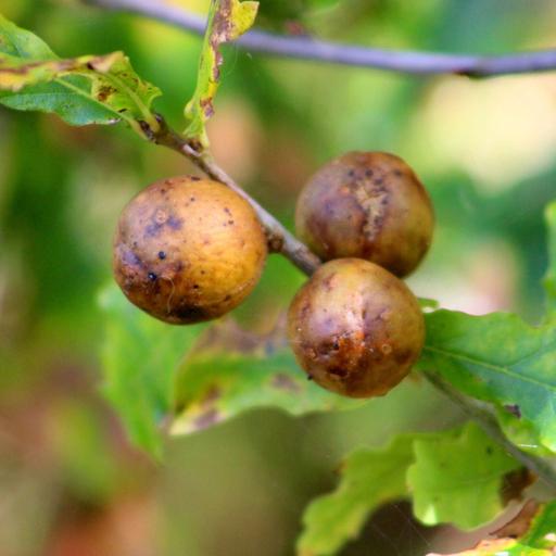 Oak Apples? The Role of Oak Galls in Shakespeare’s Plays