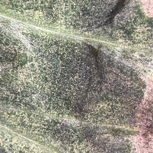 Episode 285 - Why your spider mites keep “coming back“