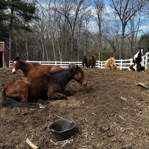 Self regulation, coregulation, regenerative equine husbandry, and my e-book