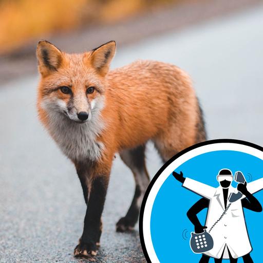 Do animals feel fear?