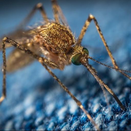 Indien erreicht Klimaziele | Kreuzfahrtgebühr in Griechenland | Lampen für Insekten | Beton mit Moos
