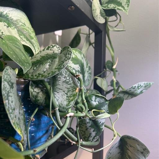 Episode 286 - Making houseplants ‘civilized’