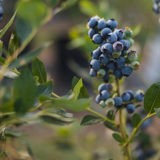 Wetter and more humid weather causing some late-summer garden issues