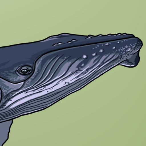 A Fine Finned Whale
