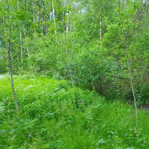 Midsummer Meadow