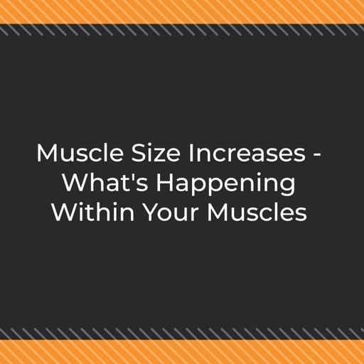 Muscle Size Increases - What's Happening Within Your Muscles