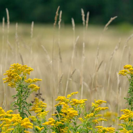 Asters and goldenrods predominate in late July