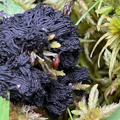Kids name slime molds 'Gemma' and 'Pudding'