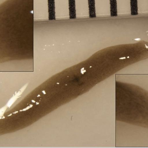 348E-371-2 Headed Space Worm