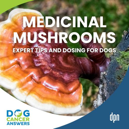 Can Dogs Eat Mushrooms? Expert Tips Plus Dosing! | Dr. Robert Silver #289