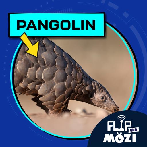 Pangolin (8/14/25)