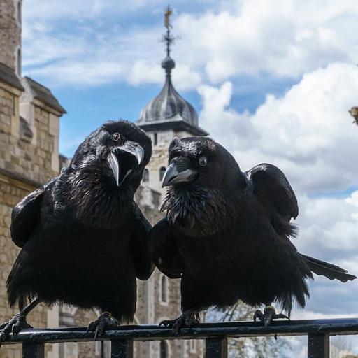 The Royal Ravens