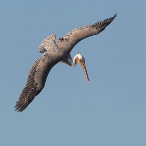 How Brown Pelicans Dive