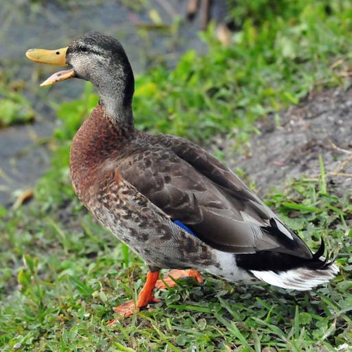 Male Mallards Disappear