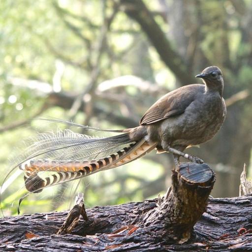 The Birdsong Chameleon