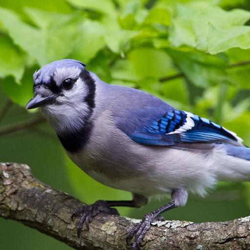 Brooklyn's Blue Jays