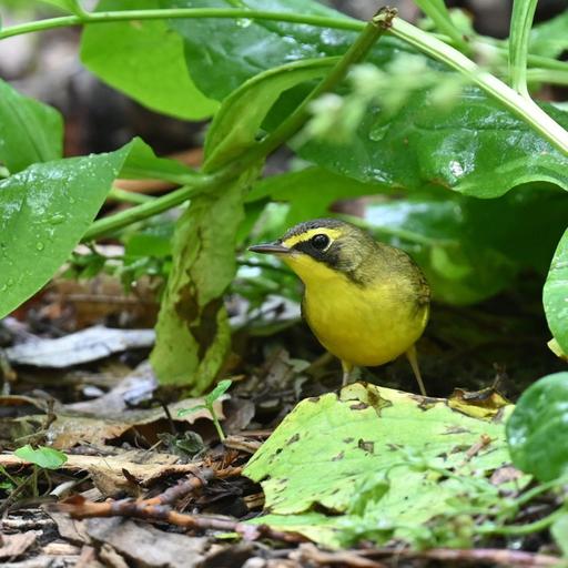 Birding 101: Don’t Forget to Look Down!