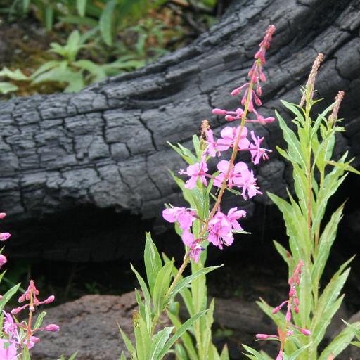 Fireweed: A Cool Glass of Hope on a Hillside of Beauty