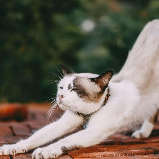 Do You Even Stretch Bruh?