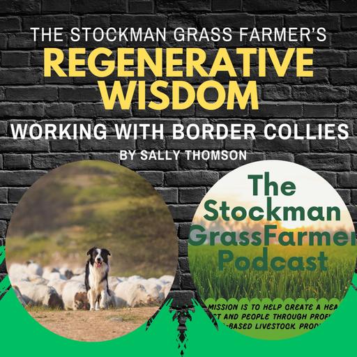 Working with Border Collies By Sally Thomson