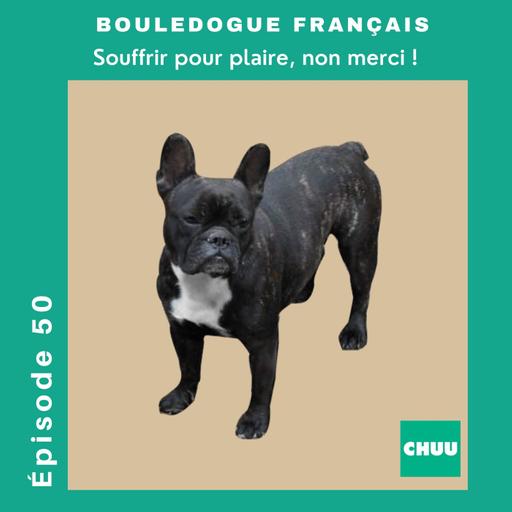 [REDIFFUSION] - BOULEDOGUE FRANÇAIS : Souffrir pour plaire, non merci !