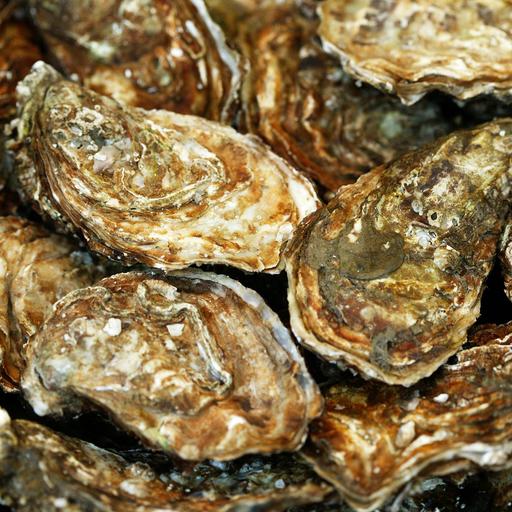 Austernzüchter schlagen Alarm: Die Folgen der Algenpest in der Bretagne