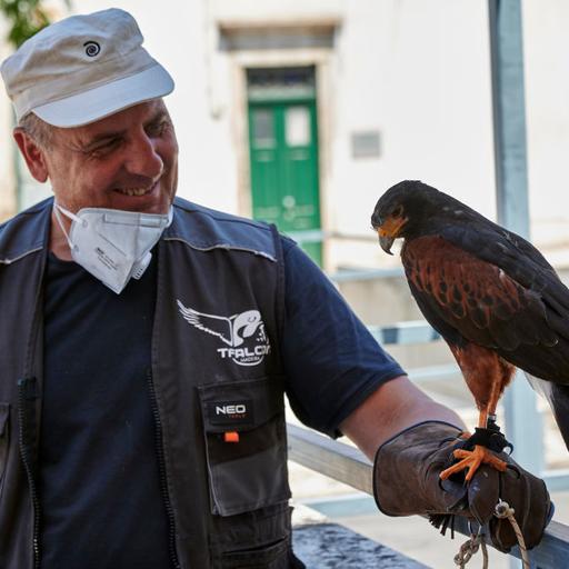 Hawks keep tourist sites free of pigeons